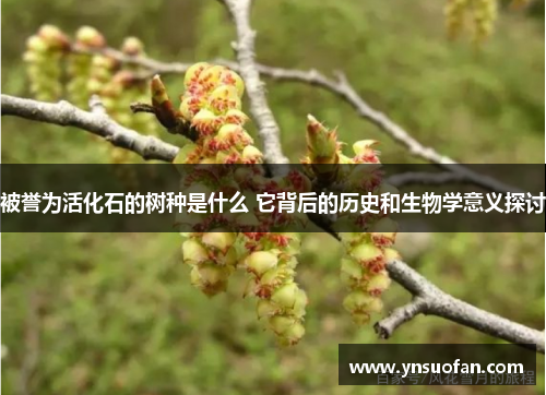 被誉为活化石的树种是什么 它背后的历史和生物学意义探讨