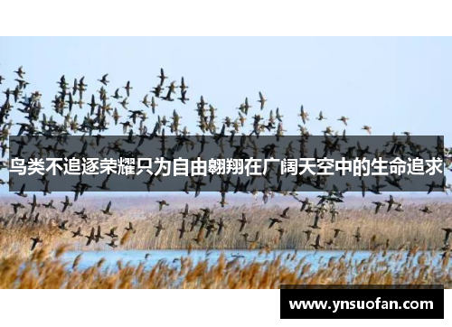 鸟类不追逐荣耀只为自由翱翔在广阔天空中的生命追求